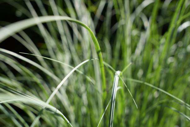 istock Selective focus shot of tall grass blades 1432815818