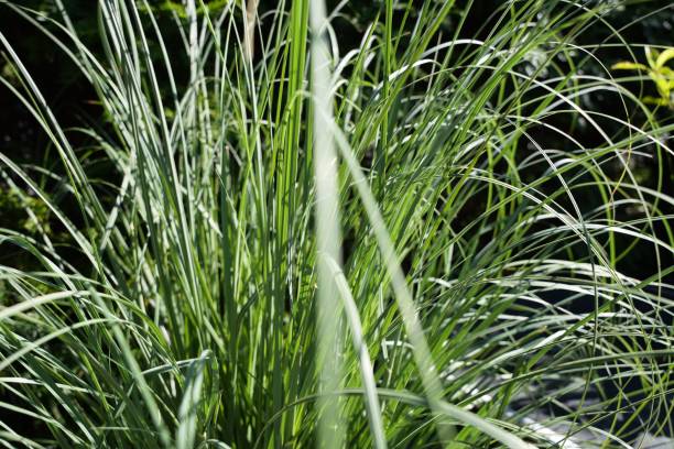 istock Selective focus shot of tall grass blades 1432815820