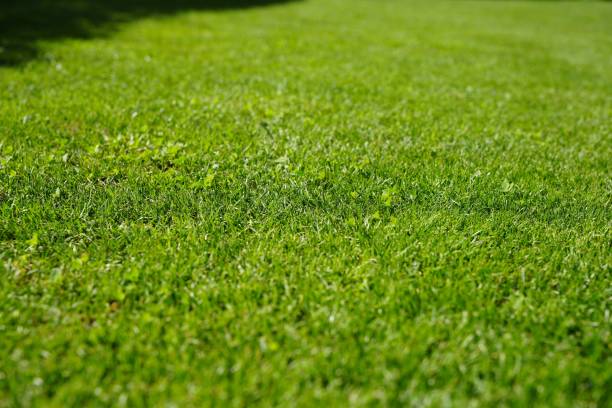 istock Closeup of a grassy ground for background 1432815828