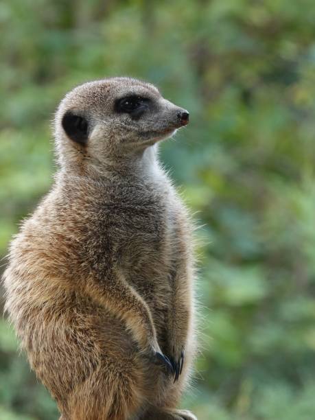 istock Vertical shot of a meerkat (Suricata suricatta) with a blurred background looking aside 1432815843
