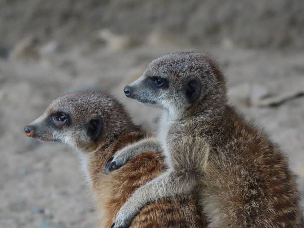 istock Meerkats (Suricata suricatta) with a blurred background looking aside 1432815850