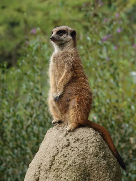 istock Vertical shot of a meerkat (Suricata suricatta) standing on a rock looking aside 1432815855