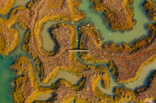 Aerial photo from a drone of a flock of birds flying through a salt marsh in Tollesbury, Essex, UK. This particular marsh is located in the RSPB Old Hall Marshes in the Blackwater Estuary National Nature Reserve.