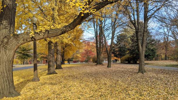 istock Park with yellow trees in autumn 1432816154