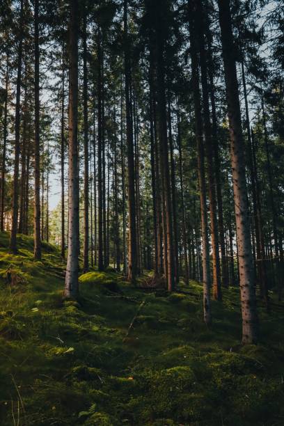 istock Vertical shot of a beautiful forest on a sunny day 1432816361