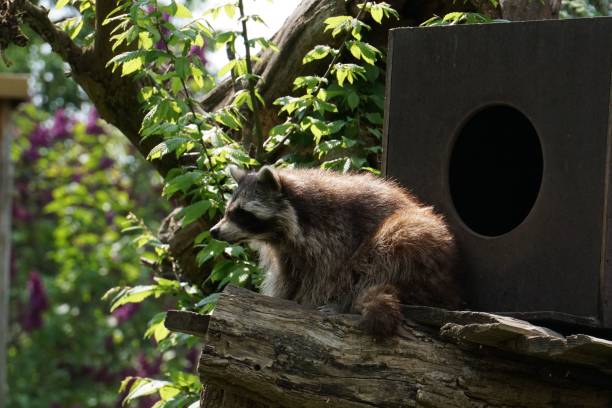 istock Closeup of a racoon on a tree branch near its cage 1432817010
