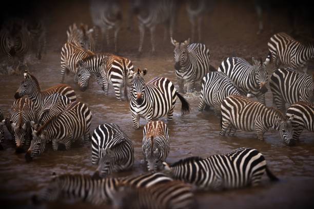 istock Dazzle of zebras captured drinking water in a waterhole 1432817145