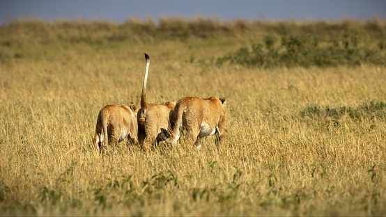 Three female lions looking for hunt captured from behind in a savanna
