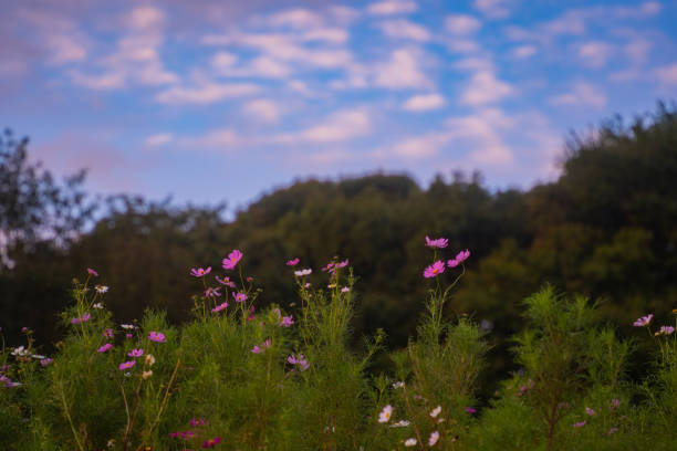 istock Cosmos garden at dusk 1432818745