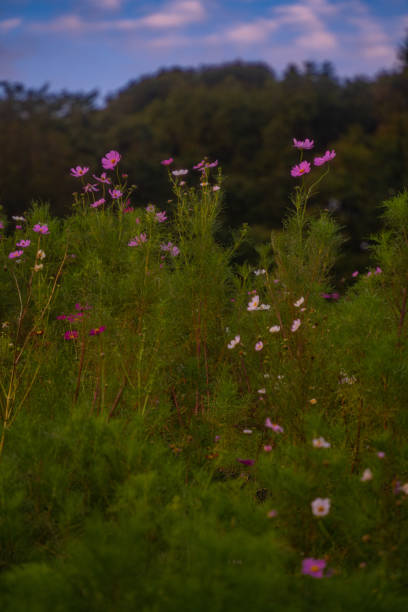 istock Cosmos garden at dusk 1432818759