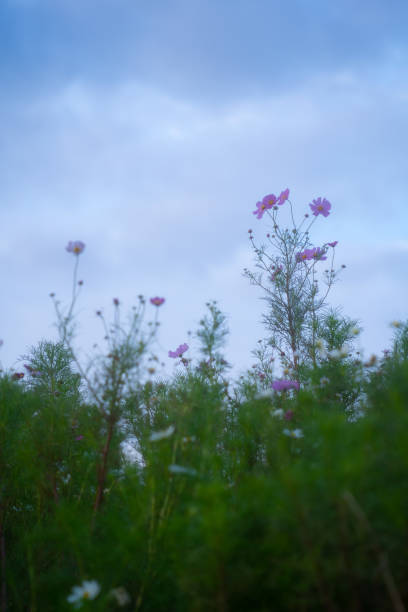 istock Cosmos garden at dusk 1432819103