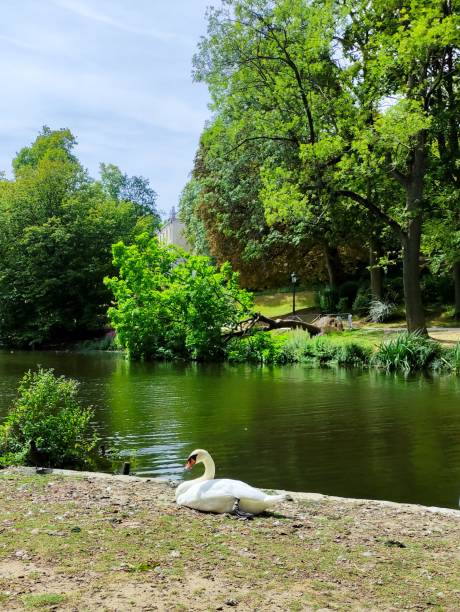 istock Swan in Leopold Park, Brussels, Belgium 1432819243