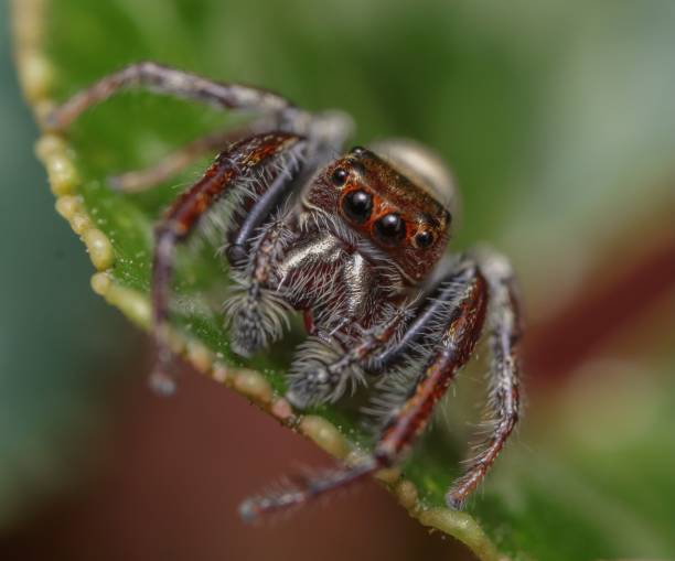 istock Closeup of a creepy Jumping spider crawling on a green leaf 1432819631
