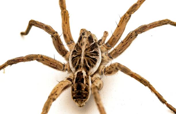 istock Closeup of a creepy Wolf Spider isolated on a white background 1432819639