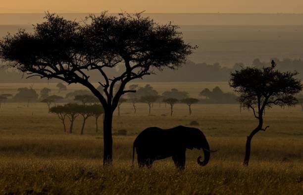 istock Silhouette of a small elephant captured under a tree in savanna 1432819731