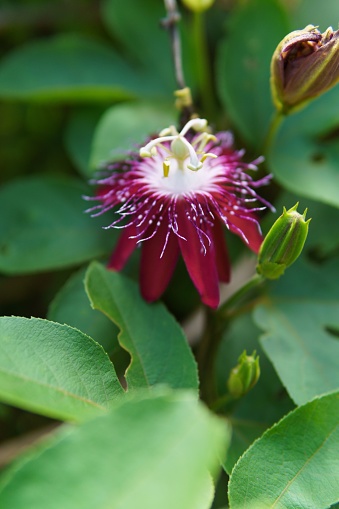 A vertical closeup shot of a pink Bluecrown Passionflower surrounded by green leaves