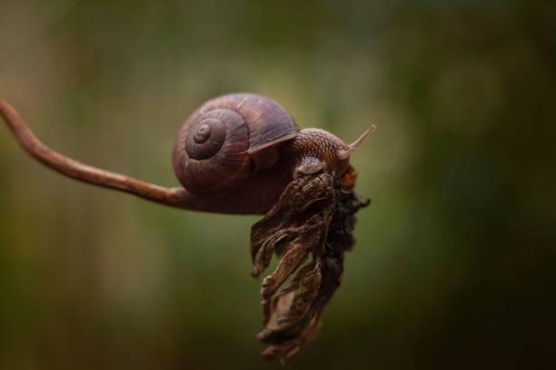 istock Macro shot of a snail on a flowering branch 1432820107