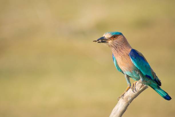 istock Closeup of a cute Indian Roller sitting on a branch 1432820120