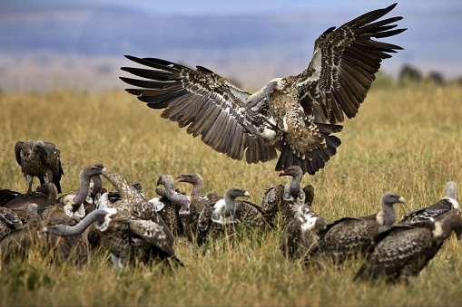 A huge vulture with its wings wide open approaching smaller birds of the same species on grassland