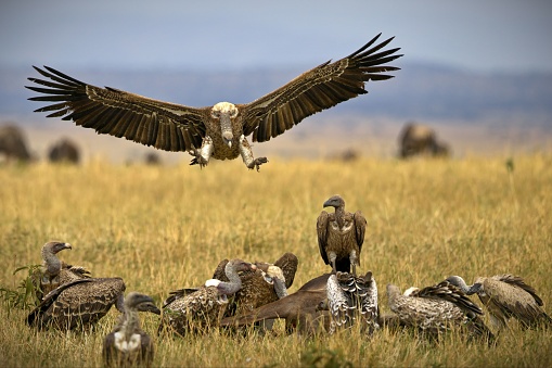 A huge vulture with its wings wide open approaching smaller birds of the same species on grassland