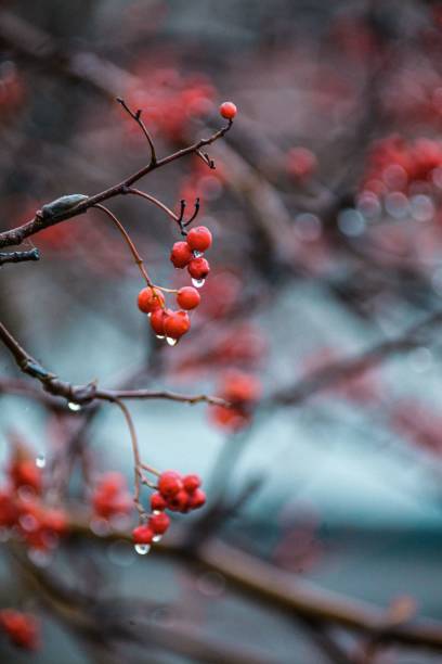 istock Selective focus shot of wet small red hawthorns on branches after rain 1432820313