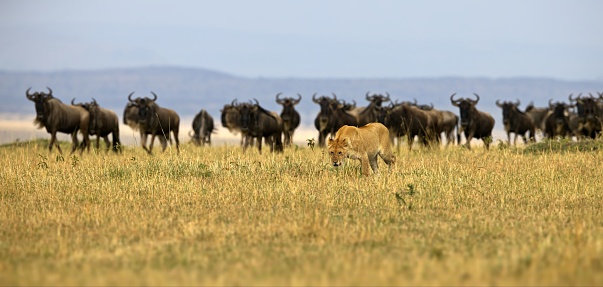 A hunter female lion, lioness standing alone in front of a herd of wildebeests, predator and the prey