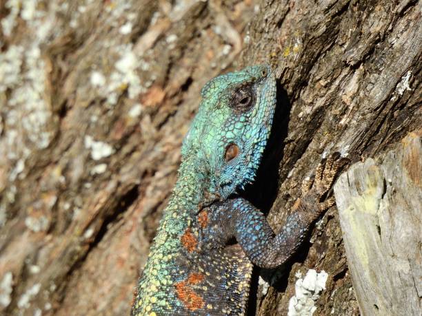 istock Close-up shot of a lizard crawling a tree trunk 1432820400