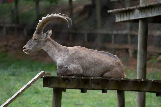istock Ibex in a French park 1432821598