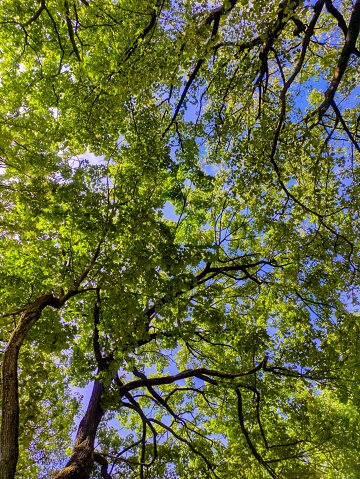 Forest view from below, inside forest.  Green tree leaves walpaper vertical for phone