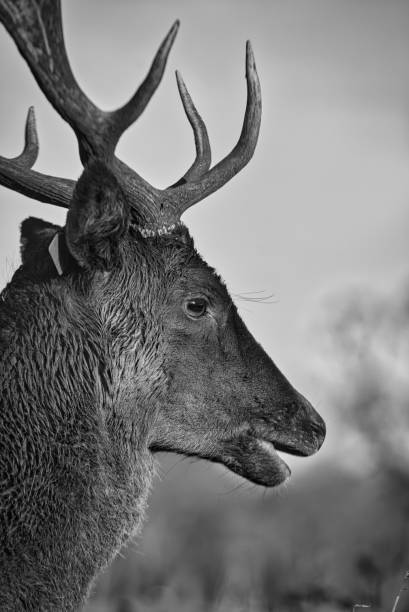istock Deer in the Phoenix Park in Dublin 1432823313