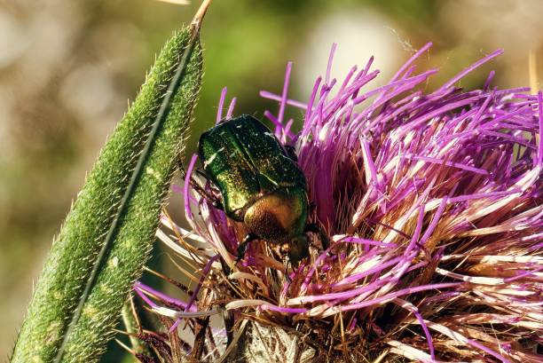 istock Closeup shot of a beetle on a flower on blurry background 1432823678