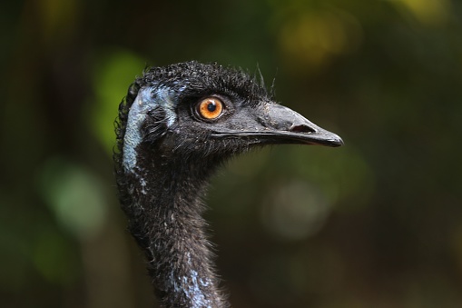Emu Ostrich
