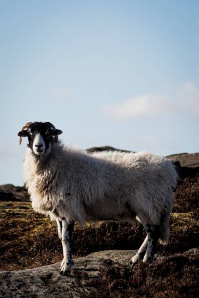 istock Black-headed white Lonk sheep in a hill against a cloudless sky 1432824298