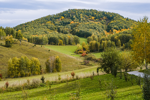 Green valley in the mountains. Yellow plateau in autumn. Golden field and forest in a mountain landscape.