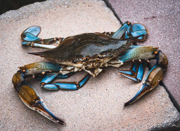 istock Closeup of a blue crab from the Chesapeake Bay 1432824363