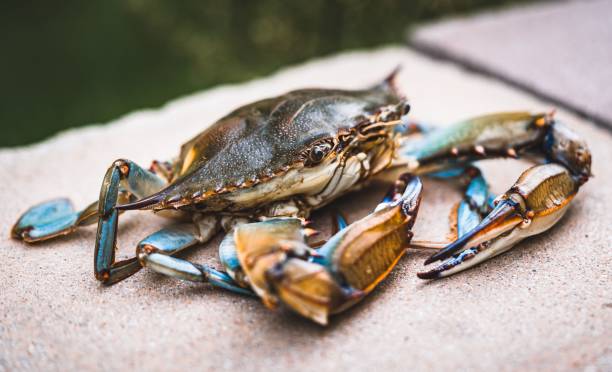 istock Closeup of a blue crab from the Chesapeake Bay 1432824365