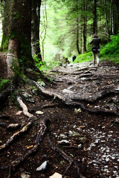 istock Enjoy the green nature in the Austrian alps 1432825058