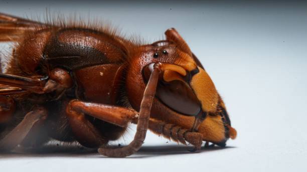 istock Macro shot of details on a yellow wasp laying on a white surface 1432825772