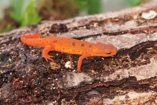 Full body closeup on a colorful red eft stage juvenile Red-spotted newt Notophthalmus viridescens sitting on wood