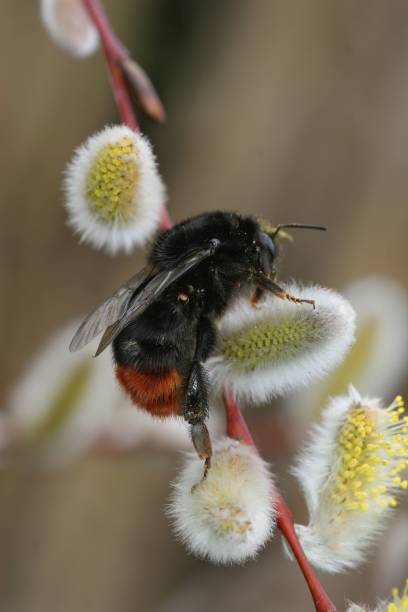 gros plan vertical coloré sur un bourdon à queue rouge moelleux, bombus lapidarius - goat willow photos et images de collection