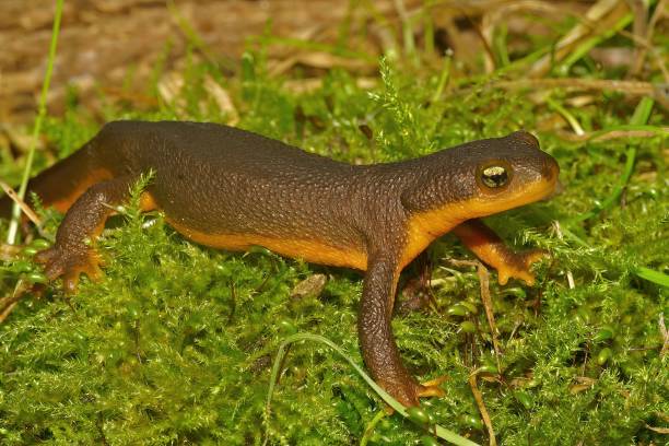 Closeup on a rough-skinned newt, Taricha granulosa sitting on green moss