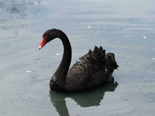 istock Black Swan Swimming In The Water 1432826509