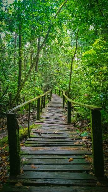 istock Wooden Bridge in The Rainforest 1432826737