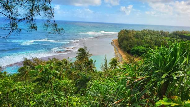 istock Rocky cliff with trees overlooking the blue ocean 1432826963