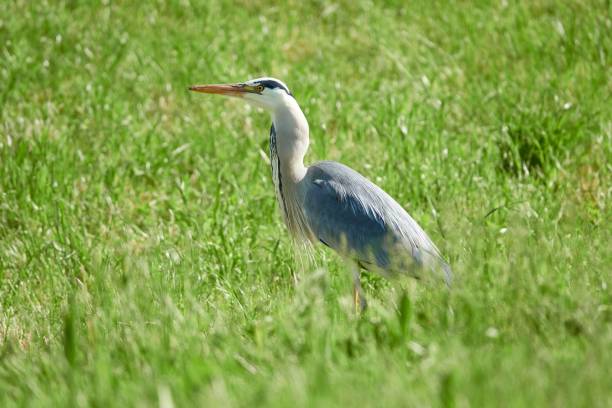 istock Grey heron walking on the grasses 1432826992