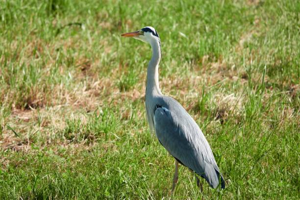 istock Grey heron walking on the grasses 1432826995