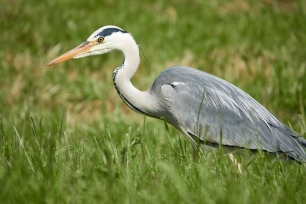 istock Grey heron walking on the grasses 1432827000