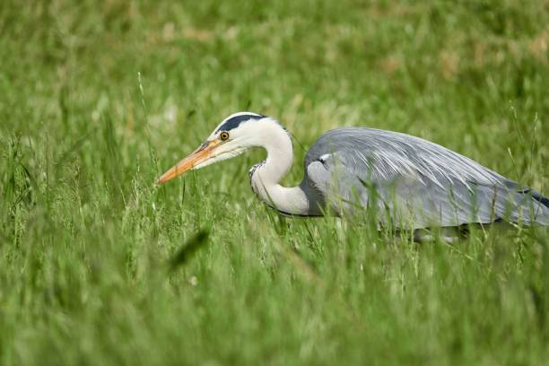 istock Grey heron walking on the grasses 1432827002