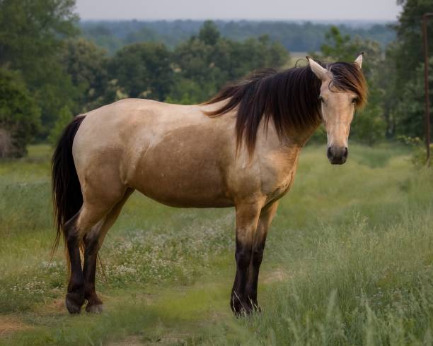 istock Brown horse on the farm 1432827007