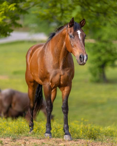 istock Brown horse on the farm 1432827010